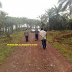 jual kebun di pandeglang banten jawa barat