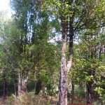 kebun cengkeh dijual di garut
