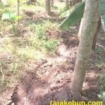 jual kebun sengon di temanggung