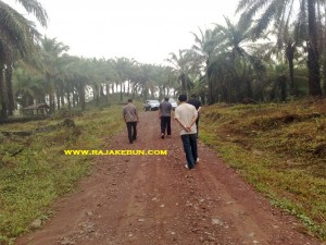 jual kebun di pandeglang banten jawa barat