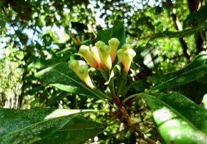 kebun-cengkeh-dijual-di-batang-jawa-tengah