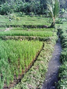 jual sawah di kuningan jawa barat