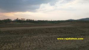 jual tanah di brebes
