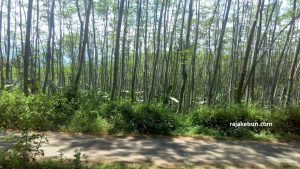 dijual-tanah-di-batang