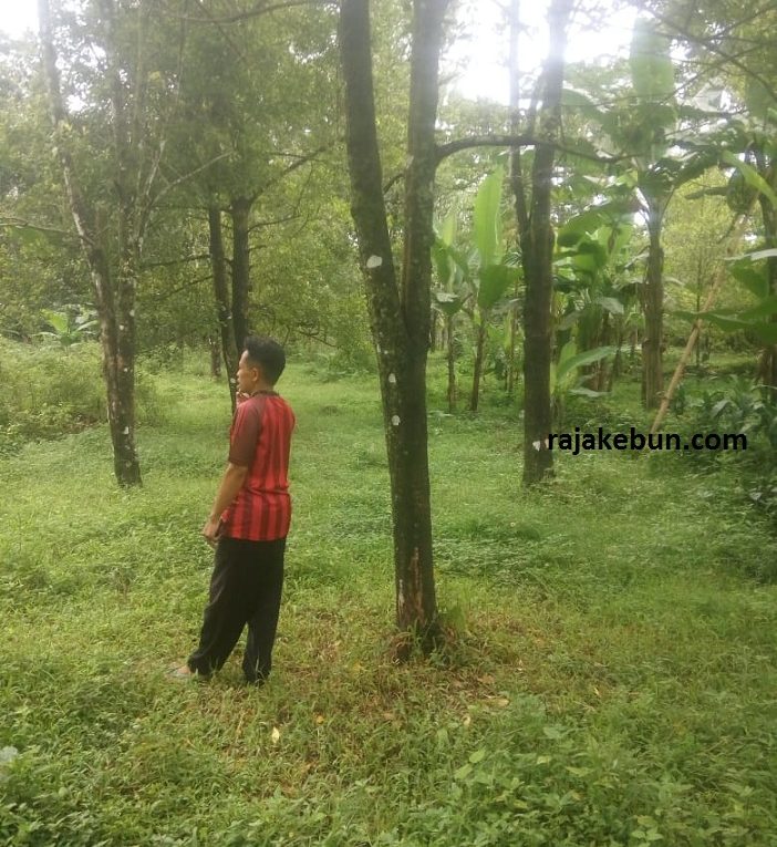 Jual Tanah Kebun Di Pandaan Pasuruan