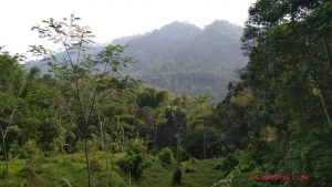 jual kebun di kadugede kuningan