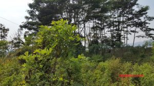 jual kebun di sukaresmi cianjur
