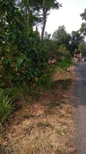 jual tanah di sukorejo kendal 40 menit dari tol
