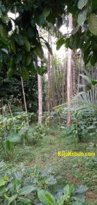 jual kebun di purworejo