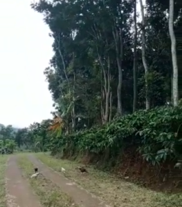kebun kopi dijual di temanggung